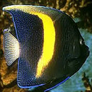 Purple Moon Angel : A (Pomacanthus maculosus) - Marine World Aquatics