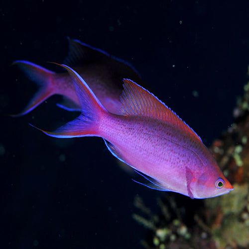Purple Queen Anthias (Pseudanthias tuka) - Marine World Aquatics