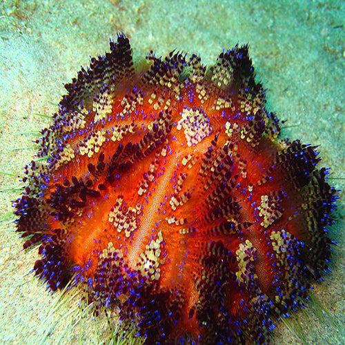Purple Stripe Urchin (Asthenosoma varium) - Marine World Aquatics