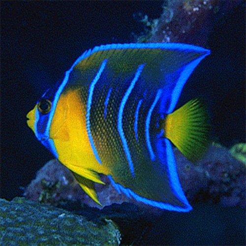 Queen Angel Fish : J (Holacanthus ciliaris) - Marine World Aquatics