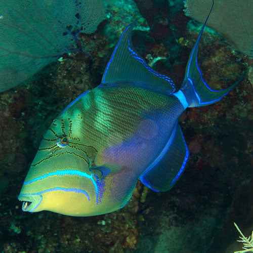 Queen Trigger (Balistes vetula) - Marine World Aquatics