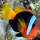 Red Clown - Pacific Fire (Amphiprion melanopus) - Marine World Aquatics