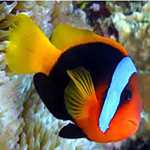 Red Clown - Pacific Fire (Amphiprion melanopus) - Marine World Aquatics