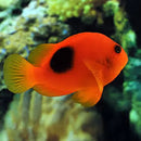 Red Clown - Saddle (Amphiprion ephippium) - Marine World Aquatics