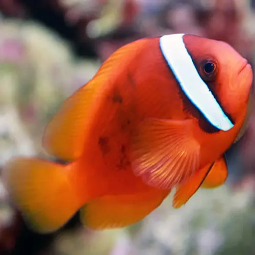 Red Clown - Tomato (Amphiprion frenatus) - Marine World Aquatics