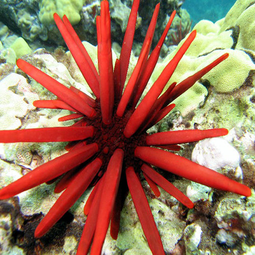 Red Pencil Urchin (Heterocentrotus mammillatus) - Marine World Aquatics