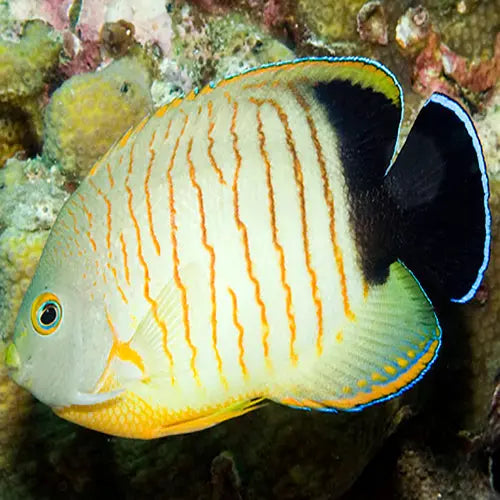 Red Stripe Angel (Centropyge eibli) - Marine World Aquatics