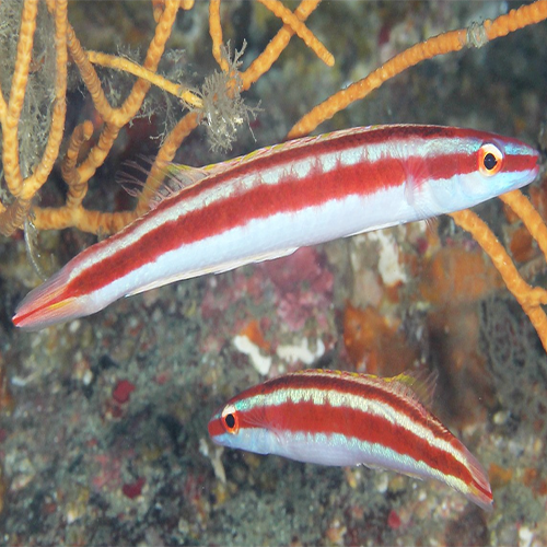 Red Stripe Hog - West Ind Ocean (Terelabrus rubrovittatus) - Marine World Aquatics
