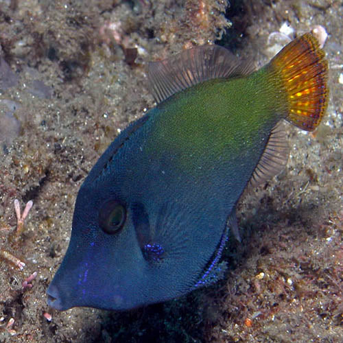 Red Tail Filefish (Pervagor janthinosoma) - Marine World Aquatics