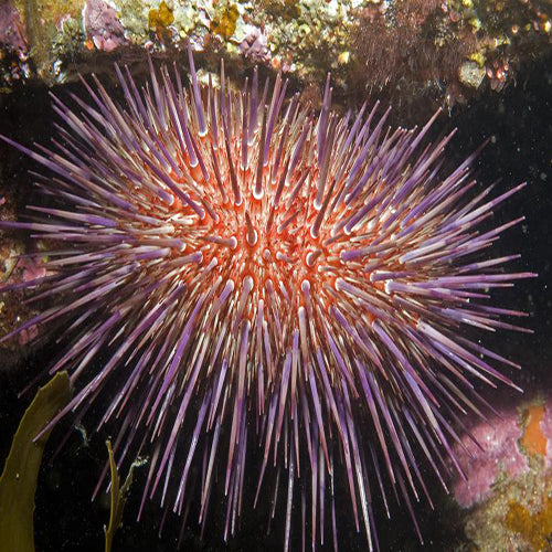 Red Urchin (Heliocidaris erythrogramma) - Marine World Aquatics