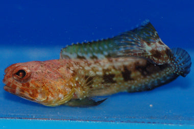 Jawfish - Red (Opistognathus rufilineatus) - Marine World Aquatics