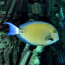 Ring Tail Tang (Acanthurus blochii) - Marine World Aquatics