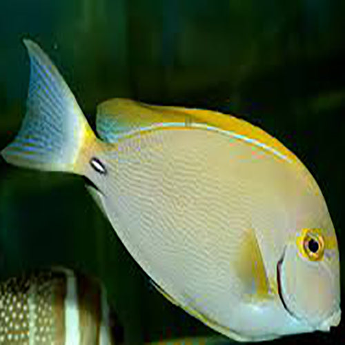 Round Face Tang (Acanthurus mata) - Marine World Aquatics