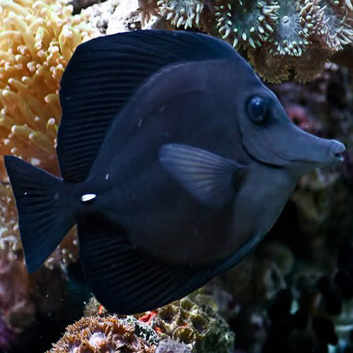 Black Tang  (Zebrasoma rostratum) - Marine World Aquatics
