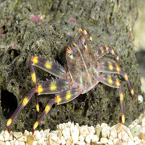 Sally Lightfoot Crab (Percnon gibbesi) - Marine World Aquatics