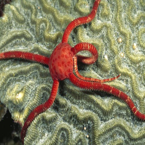 Scarlet Serpent Starfish (Ophioderma rubicundum) - Marine World Aquatics