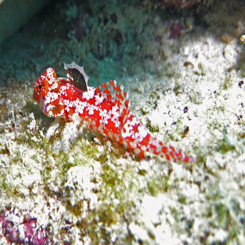 Scooter Blenny - Pink (Synchiropus stellatus) - Marine World Aquatics