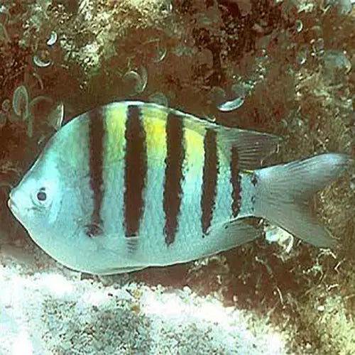 Sergeant Major (Abudefduf saxatilis) - Marine World Aquatics