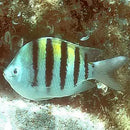 Sergeant Major (Abudefduf saxatilis) - Marine World Aquatics