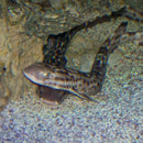 Shark - Marmalade (Atelomycterus marmoratus) - Marine World Aquatics