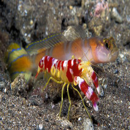 Shrimp/Goby Pair - Marine World Aquatics