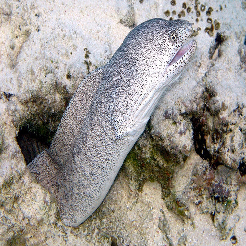 Sideria Eel (Sideria picta) - Marine World Aquatics