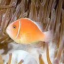 Skunk Clown - Fiji (Amphiprion perideraion) - Marine World Aquatics