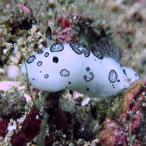 Slug - Common (Jorunna funebris) - Marine World Aquatics