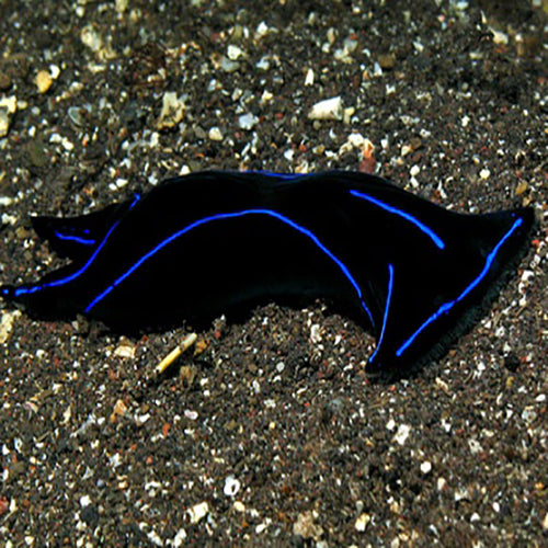 Slug - Neon (Chelidonura varians) - Marine World Aquatics