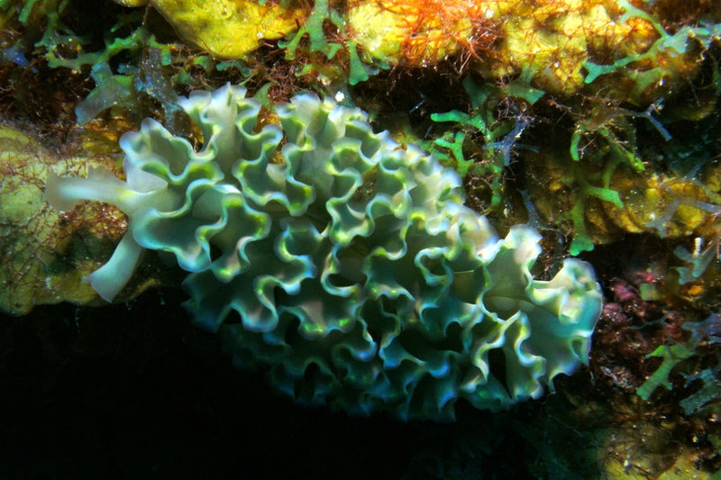 Slug - Frilly (Elysia crispata) - Marine World Aquatics
