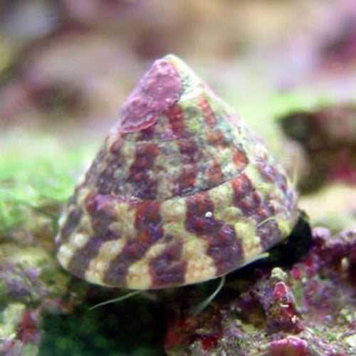 Snail - Banded Trochus (Trochus histrio) - Marine World Aquatics