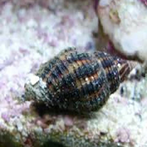 Cerith Snail (Cerithium spp.) - Marine World Aquatics