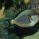 Sohal Tang (Acanthurus sohal) - Marine World Aquatics