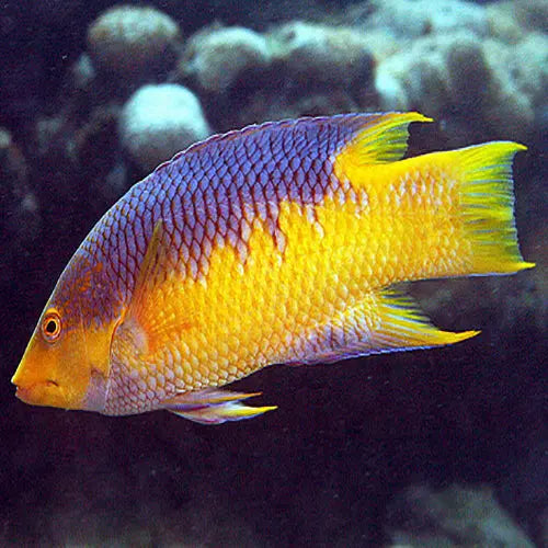 Spanish Hog (Bodianus rufus) - Marine World Aquatics