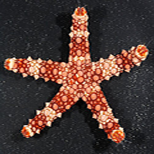 Spikey Starfish - Coloured (Gomophia spp.) - Marine World Aquatics