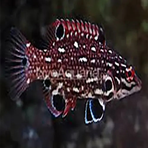 Spotted Hog (Bodianus diana) - Marine World Aquatics