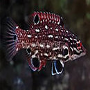 Spotted Hog (Bodianus diana) - Marine World Aquatics