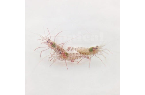 Striped Shrimp (Lysmata kuekenthali) - Marine World Aquatics