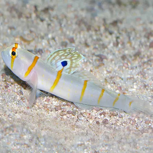 Tangerine Line Goby (Amblyeleotris randalli) - Marine World Aquatics