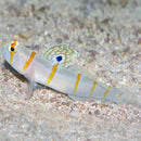 Tangerine Line Goby (Amblyeleotris randalli) - Marine World Aquatics