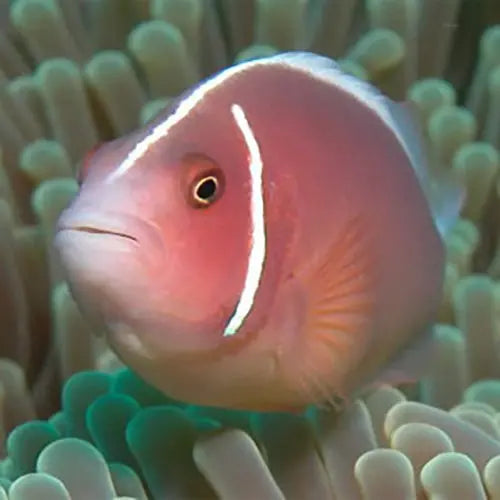 Tank Bred Clown - Skunk (Amphiprion perideraion) - Marine World Aquatics