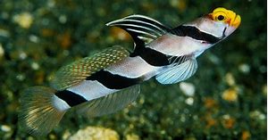 Hi Fin Banded Goby (Stonogobiops xanthorhinica) - Marine World Aquatics