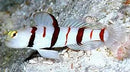 Dracula Goby (Stonogobiops dracula) - Marine World Aquatics