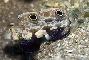 Eye Spot Goby (Signigobius biocellatus) - Marine World Aquatics