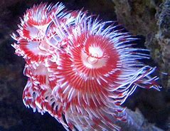 Hard Tube Worm - Coloured  (Protula bispiralis) - Marine World Aquatics