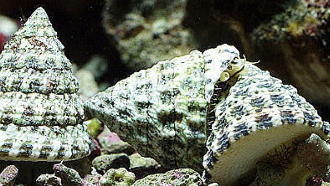 Snail - Turbo (Cyprea Tigris) - Marine World Aquatics