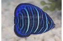 Annularis Angel : J (Pomacanthus annularis) - Marine World Aquatics