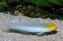Blue Cheek Goby - West Ind Ocean (Valenciennea strigata) - Marine World Aquatics