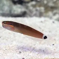 Goldstreak Blenny (Escenius stigmatura) - Marine World Aquatics