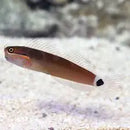 Goldstreak Blenny (Escenius stigmatura) - Marine World Aquatics
